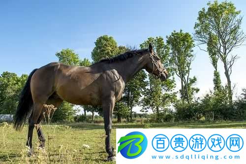Zoom-是什么動物