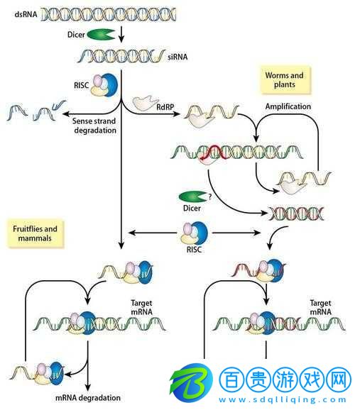 rnahybridization-技術(shù)原理與應(yīng)用